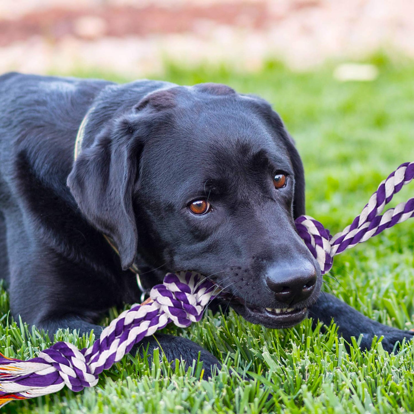 Interactive Dog Bungee Tug Toy