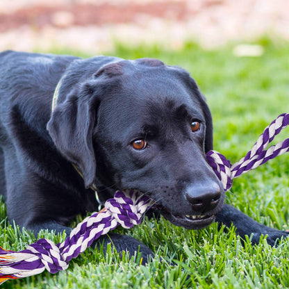 Interactive Dog Bungee Tug Toy