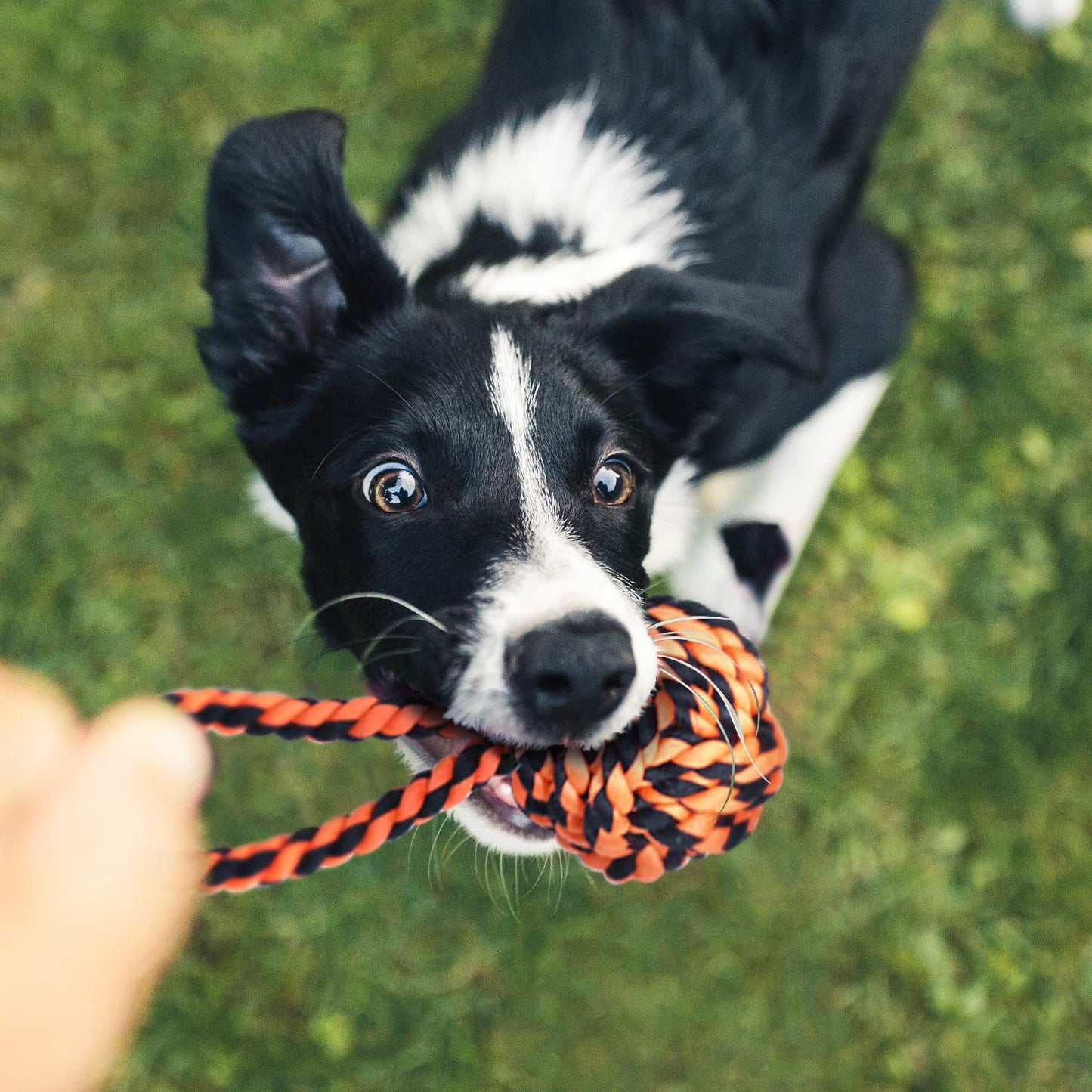 Interactive Dog Bungee Tug Toy