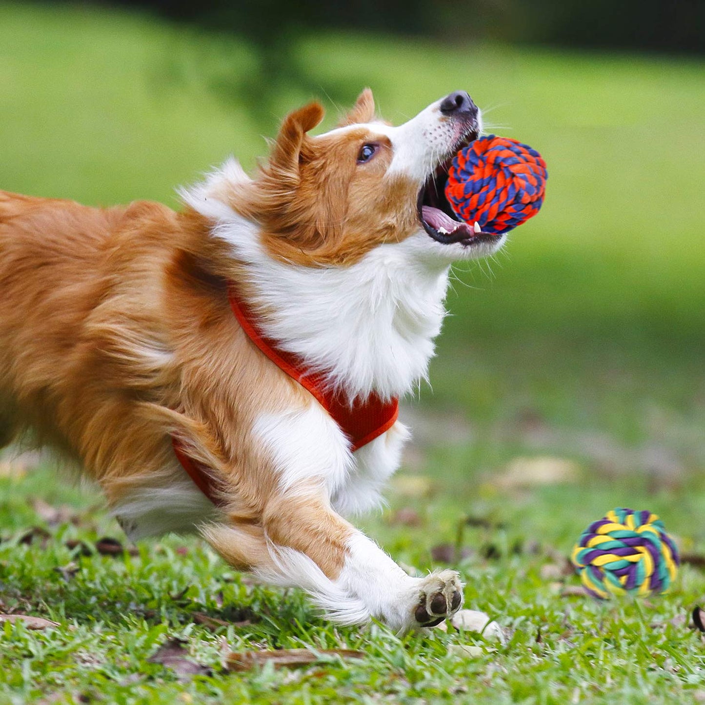 Interactive Dog Bungee Tug Toy
