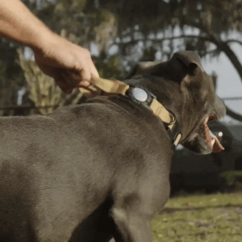 AirTag Collar